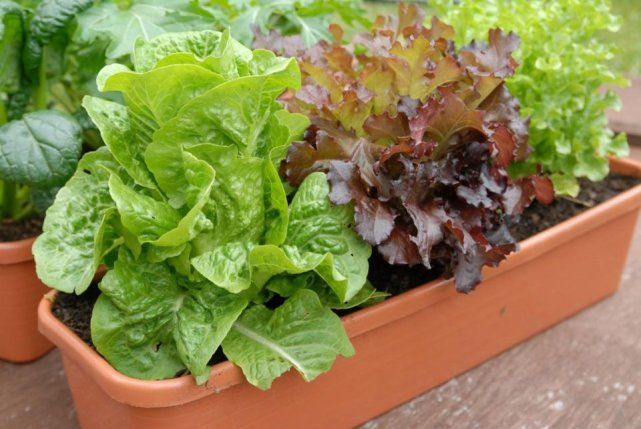 阳光不充足的地方种植什么菜好(阳光不充足的地方可以种什么蔬菜)