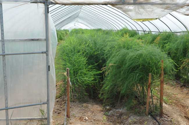 芦笋的种植与栽培技术视频(芦笋的种植与栽培技术视频播放)