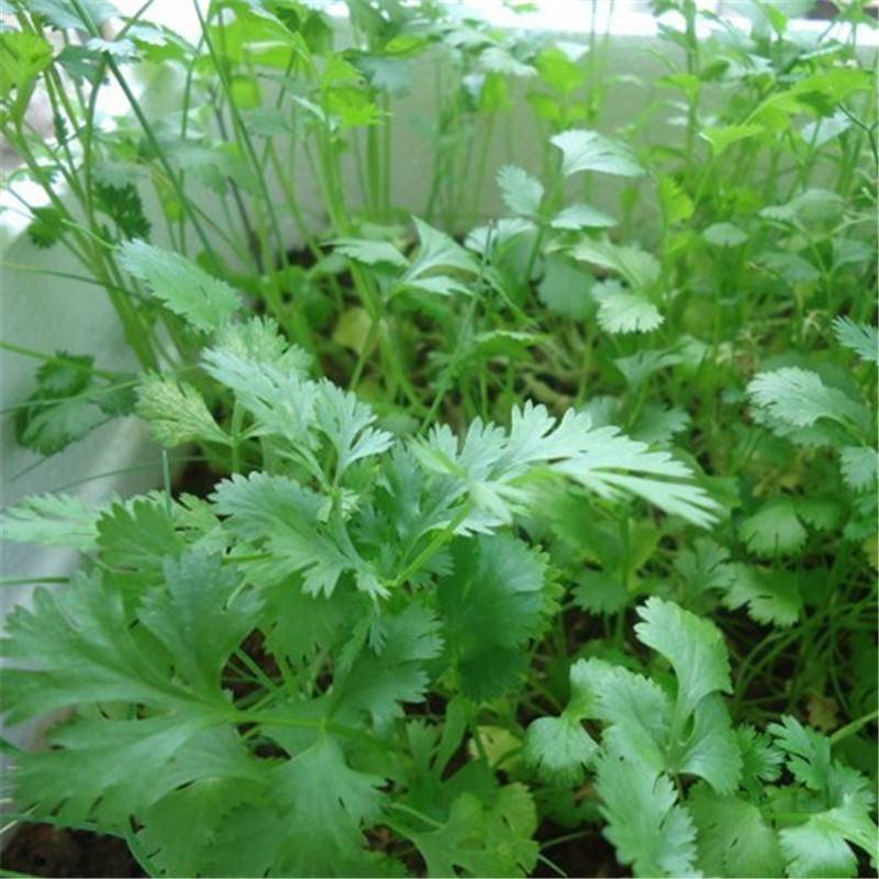 什么季节种香菜的(什么季节种香菜的最好)
