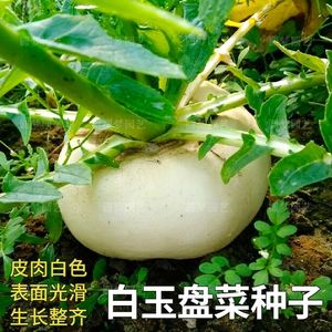 盘菜种植地(盘菜适合什么季节种植)