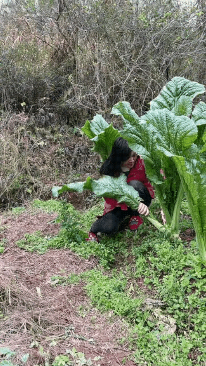 盘菜种植地(盘菜适合什么季节种植)