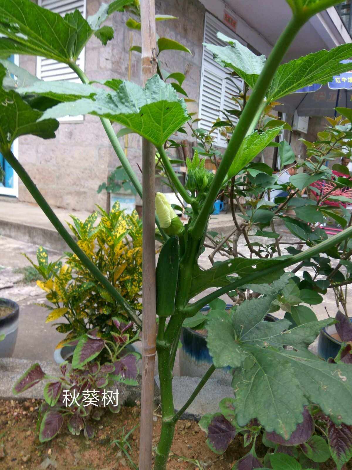 7月能种秋葵吗(7月能种秋葵吗视频)