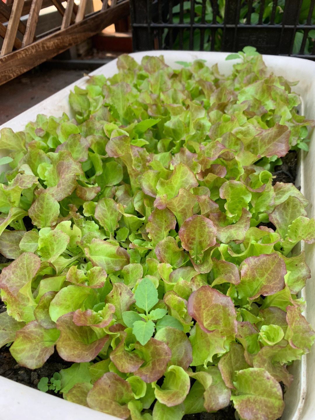 甘蓝播种方法(甘蓝怎么播种)