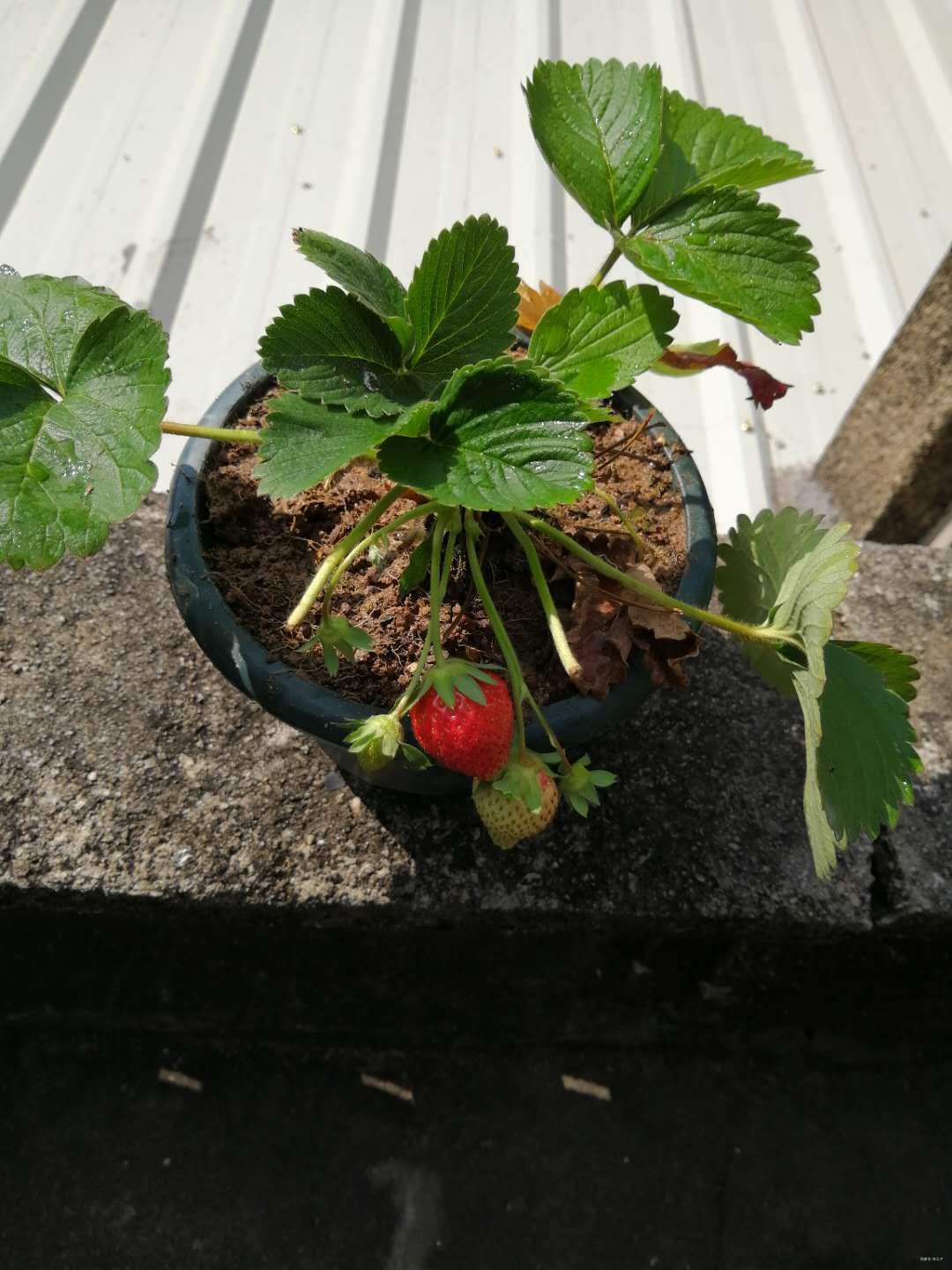 怎么种植盆栽草莓(怎么种植盆栽草莓视频)