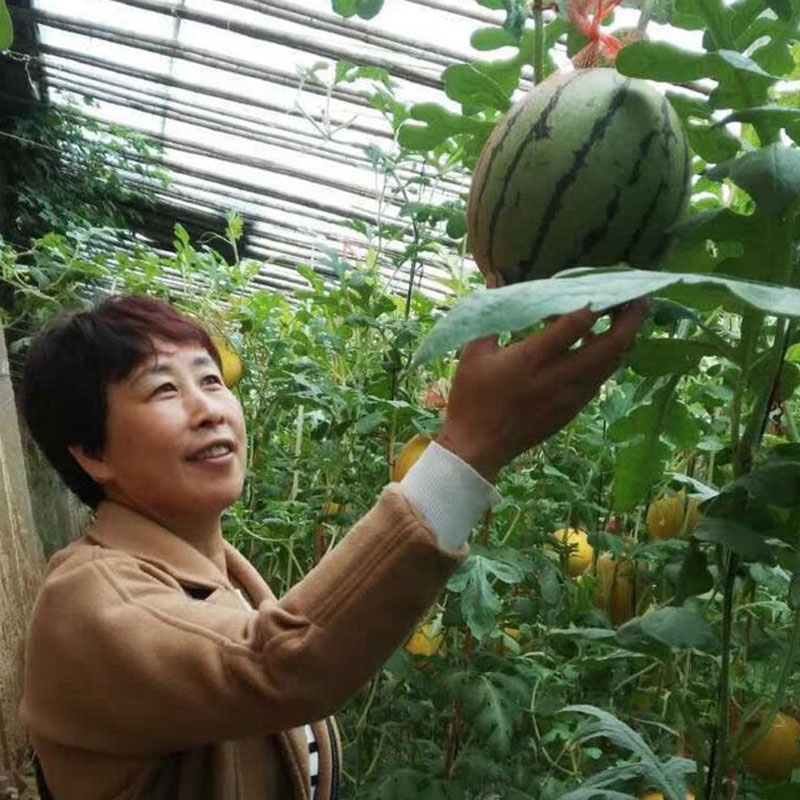 有一种西瓜叫小吊瓜(有一种西瓜叫小吊瓜叫什么)