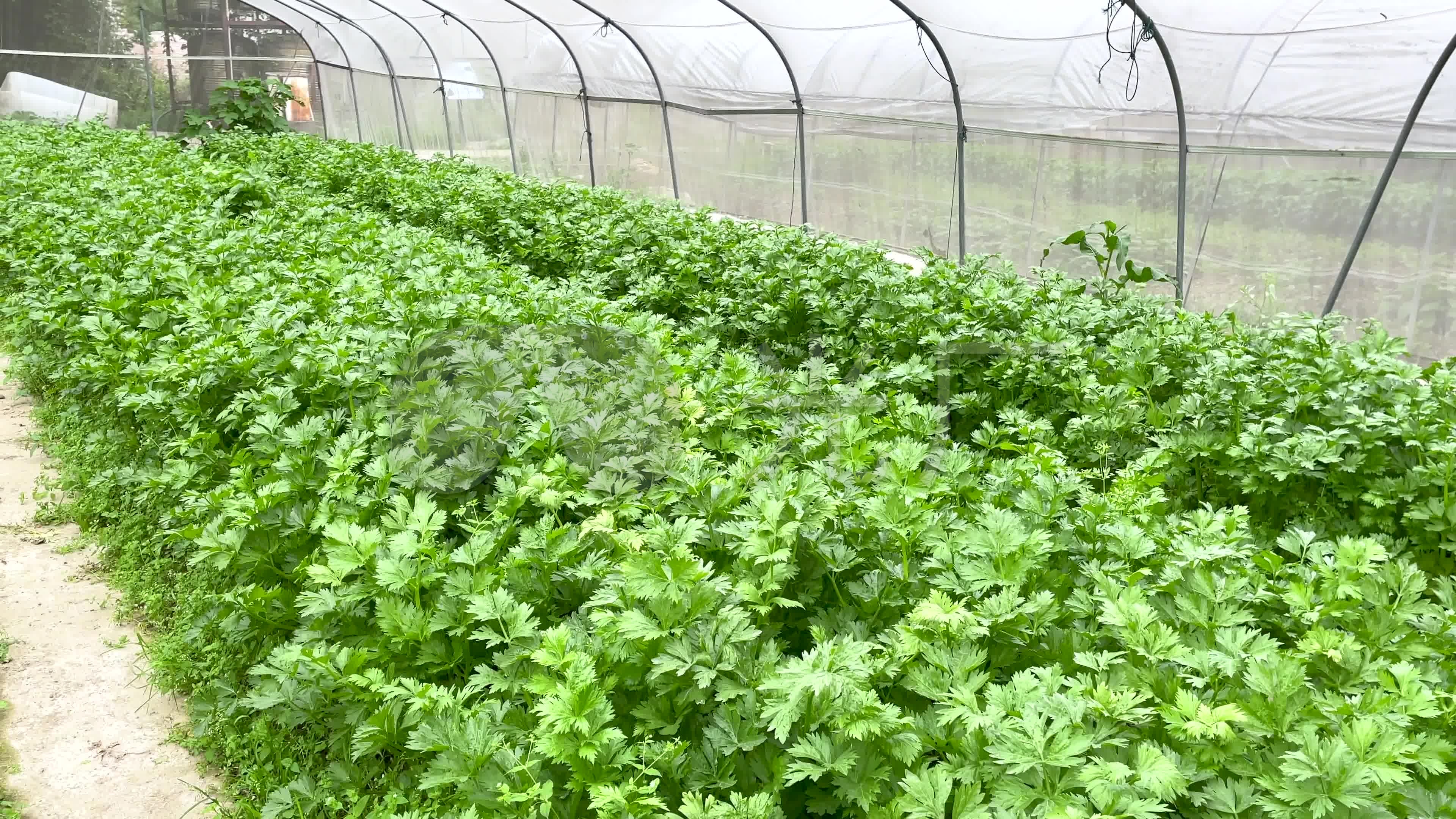 芹菜如何栽培(芹菜如何栽培种植)