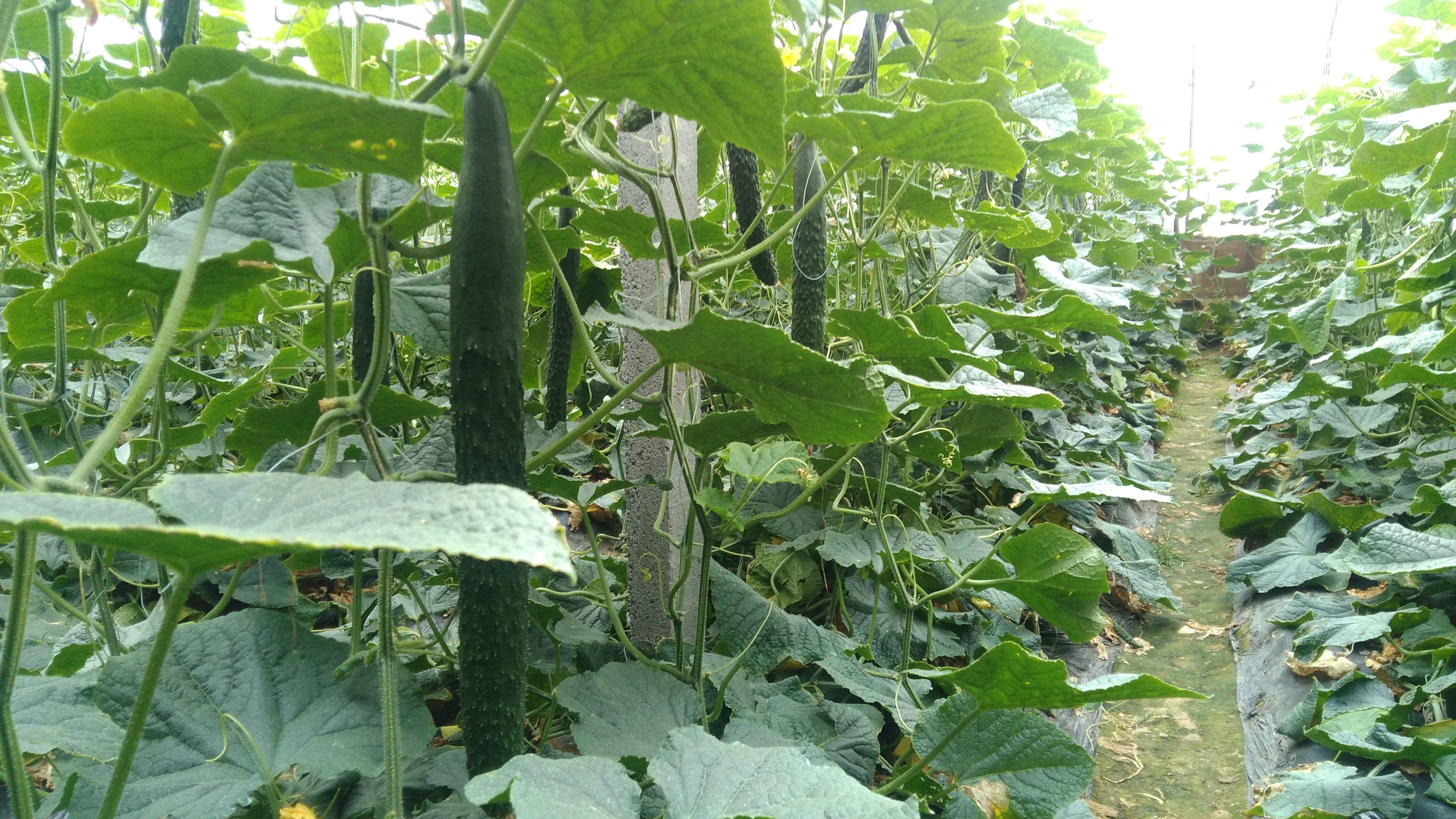 如何给黄瓜施肥(黄瓜怎么施肥浇水)
