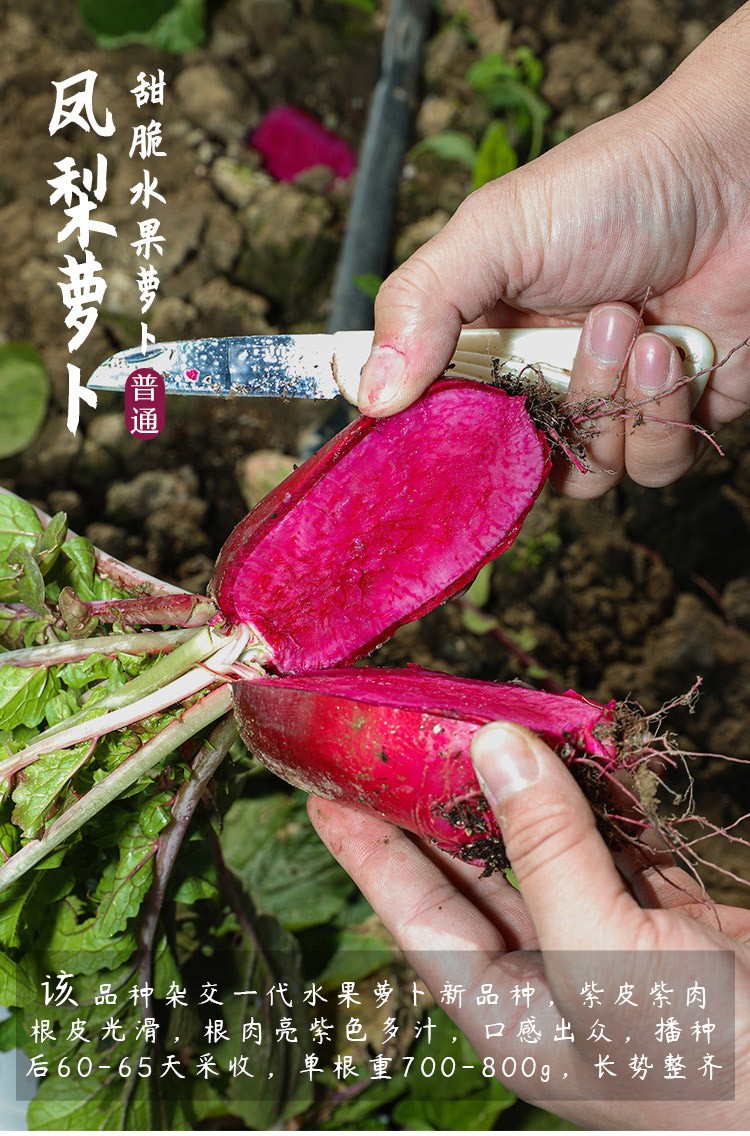 凤梨水果萝卜怎么种植(凤梨水果萝卜种植时间和方法视频)