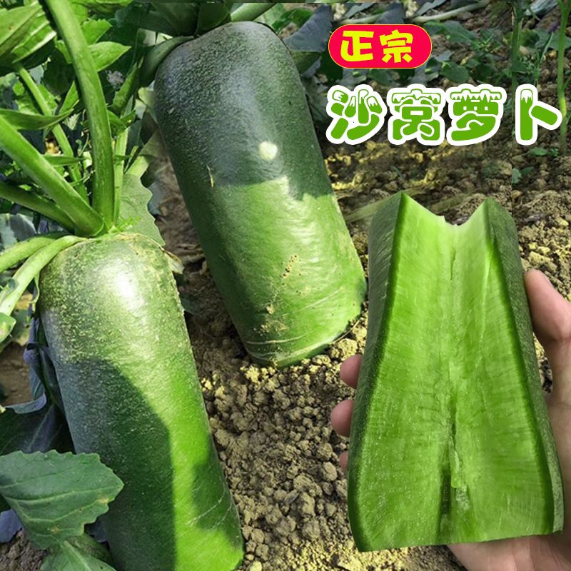 凤梨水果萝卜怎么种植(凤梨水果萝卜种植时间和方法视频)
