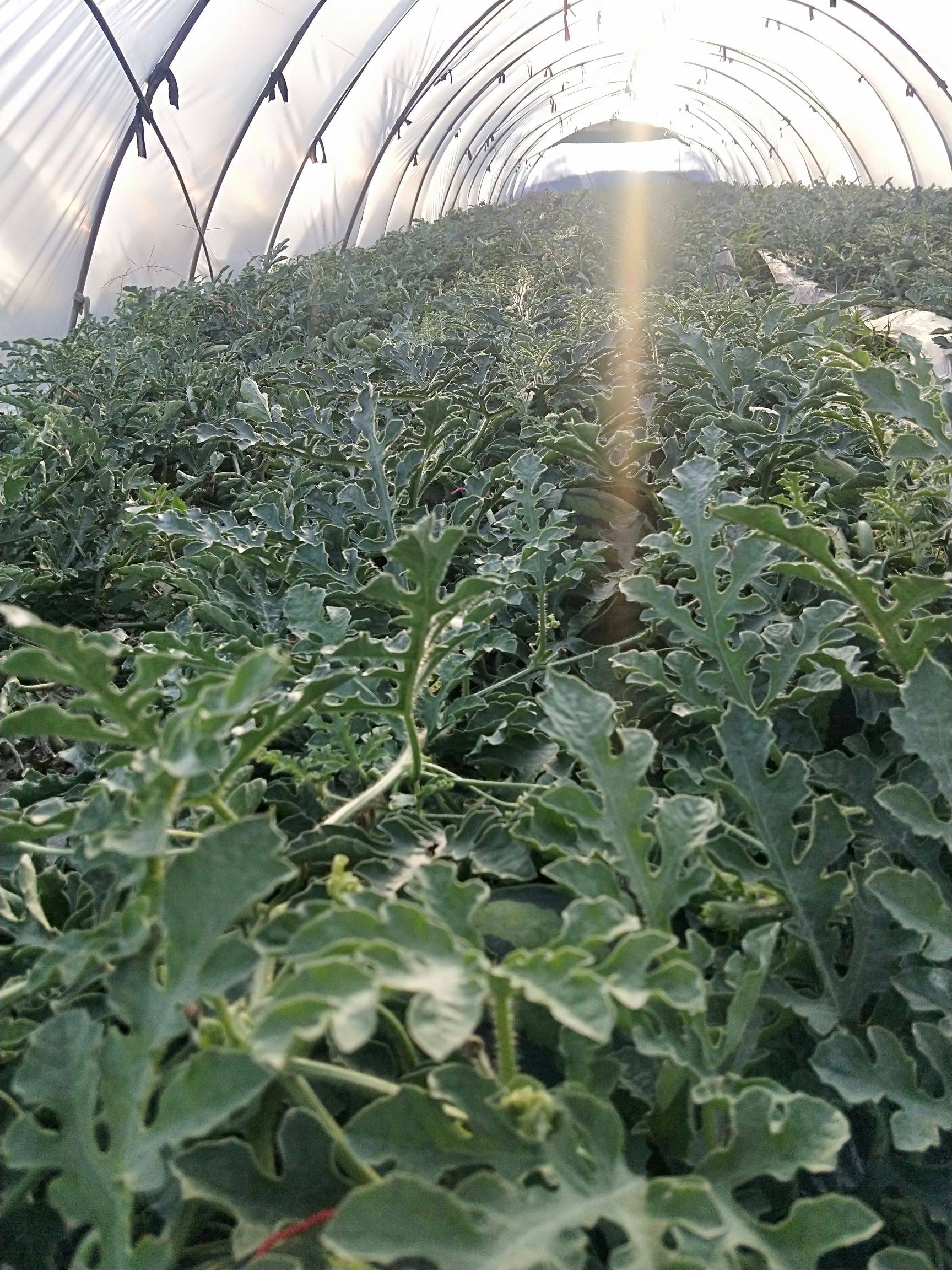 西瓜的种植管理方法(西瓜的种植管理方法视频)