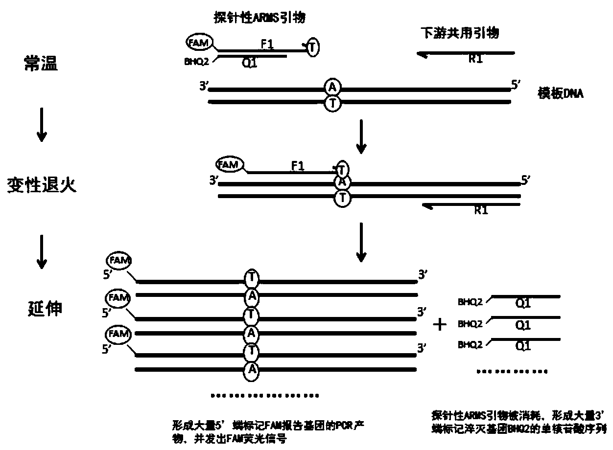 slco1b1基因(slco1b1基因检测意义)
