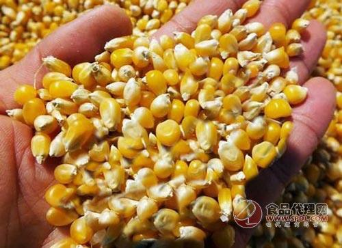 云南小玉米是转基因吗(西双版纳花玉米是转基因的吗)