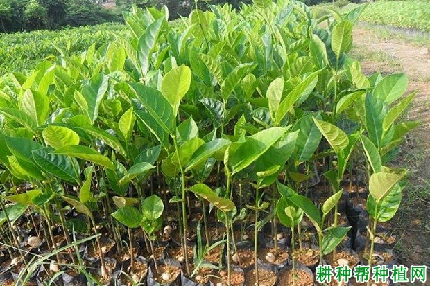 菠萝如何育苗(菠萝的繁殖方法有哪些)