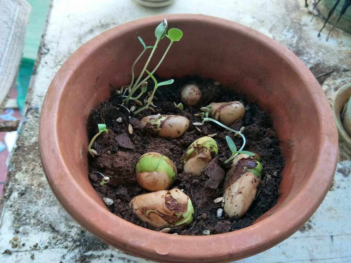 菠萝如何育苗(菠萝的繁殖方法有哪些)