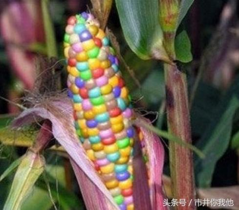 最早的转基因食品(最早的转基因食品有哪些)
