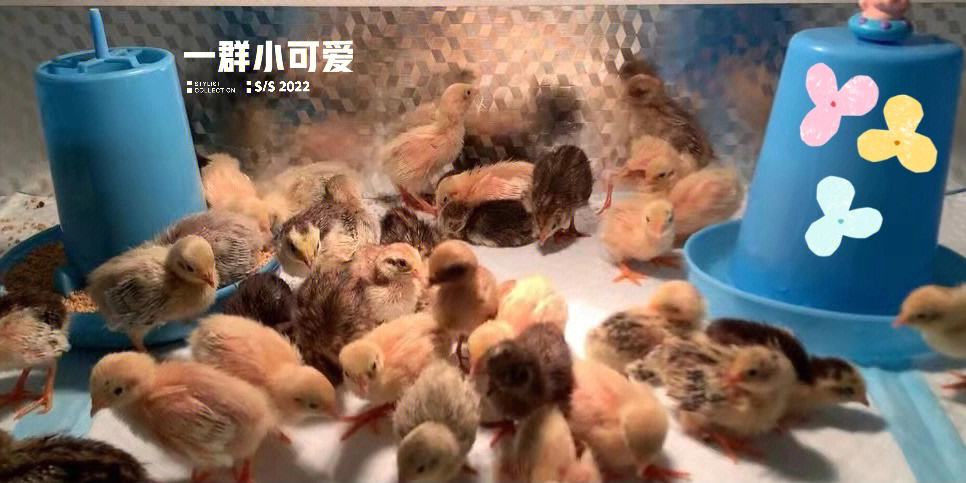 芦丁鸡怎么养法(芦丁鸡的养殖方法和注意事项)
