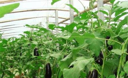 茄子种植的方法与技术(茄子种植技术与管理方法)