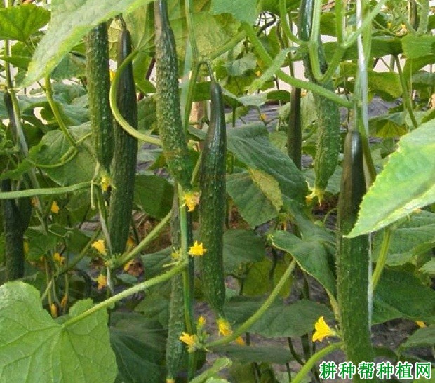 黄瓜怎么时候种(黄瓜怎么时候种植好)
