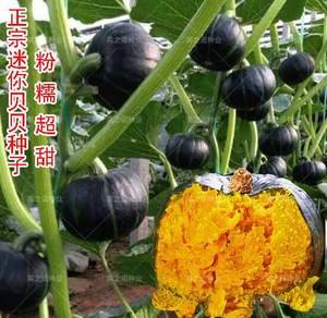 南瓜种(南瓜种类)
