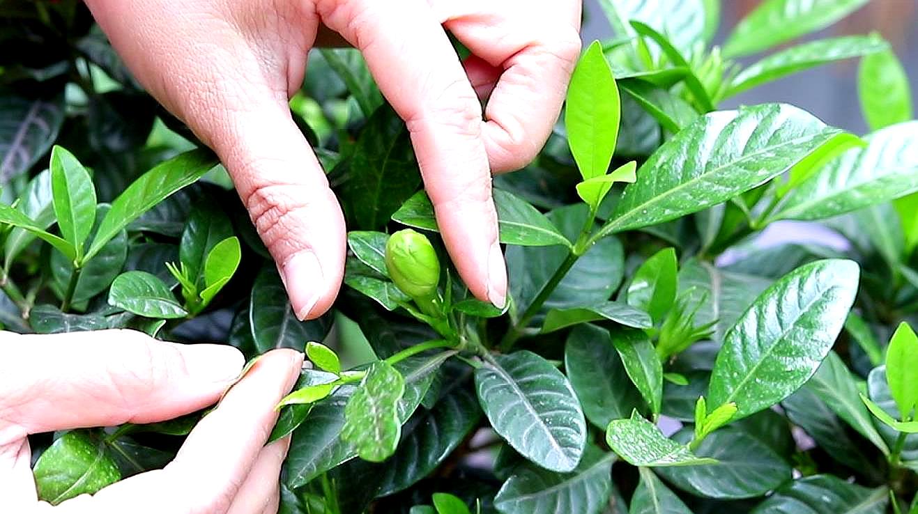 花施肥过多怎么办(花肥施肥过量了咋办)