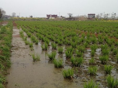 水稻种植在什么土壤中(水稻种植在什么土壤中最合适)