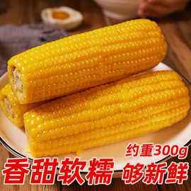 糯即食玉米玉米(糯玉米是不是糯食)