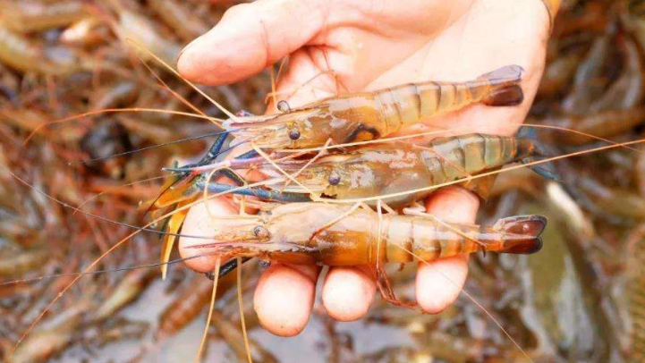 淡水虾子养殖技术种苗(淡水虾子养殖技术种苗方法)