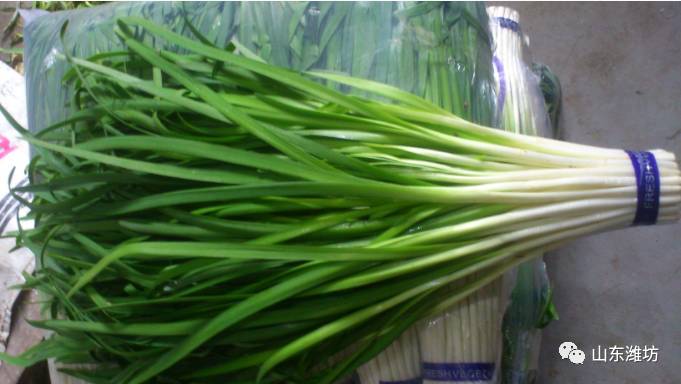 韭菜加工技术(韭菜深加工项目)