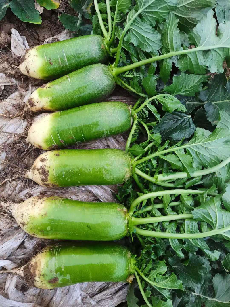 信阳蔬菜(信阳蔬菜批发市场价格)