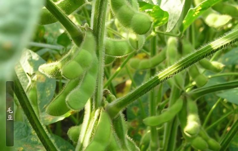 毛豆怎么种植高产(毛豆怎么种植价值产量高)