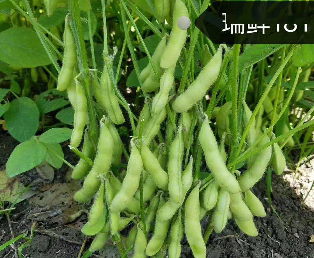 毛豆怎么种植高产(毛豆怎么种植价值产量高)