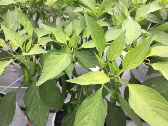 辣椒怎样施肥有哪些规律和技巧(辣椒怎样施肥有哪些规律和技巧呢)