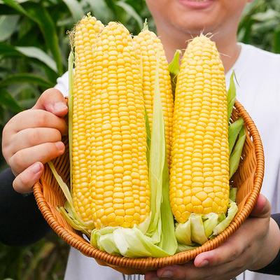 南方水果玉米(南方水果玉米煮多久)