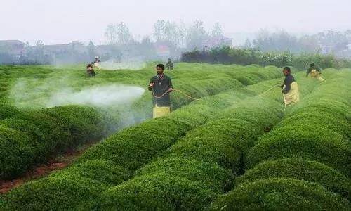茶叶灭虫(茶叶 驱虫)