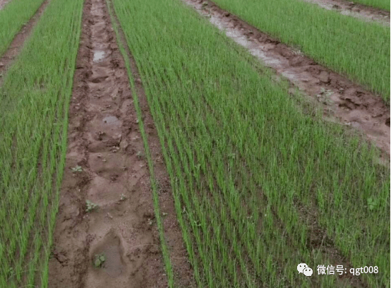 水稻种植株距(水稻种植株行距)