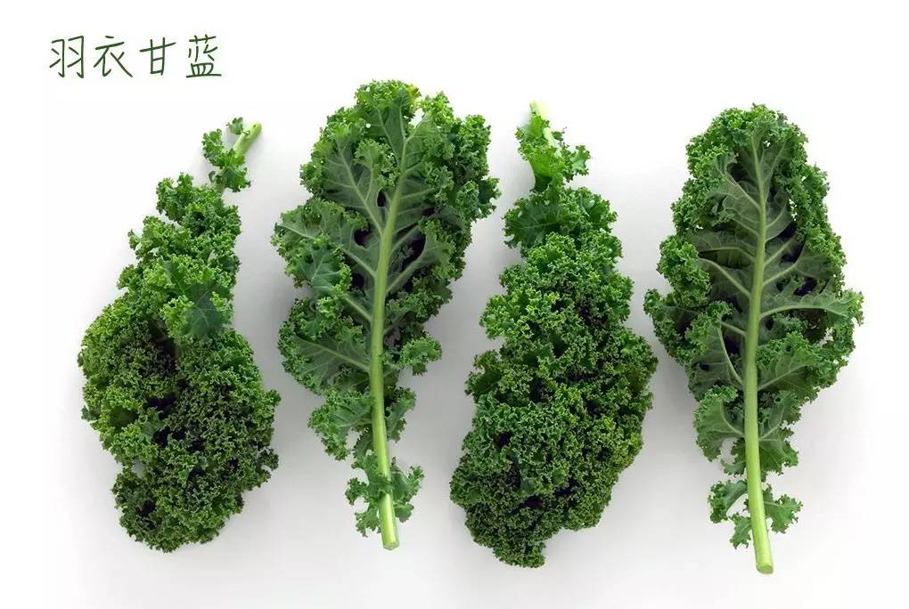 羽衣甘蓝吃了有什么用(羽衣甘蓝吃了有什么好处)