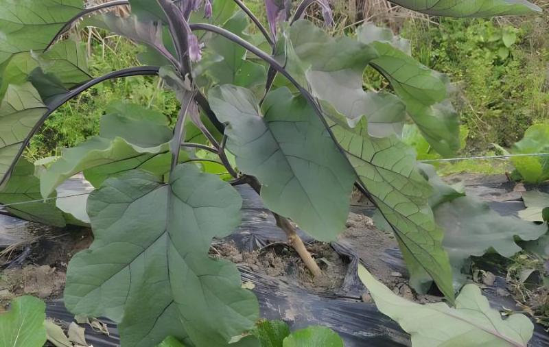 露天茄子的种植方法(露天茄子种植方法和时间视频)