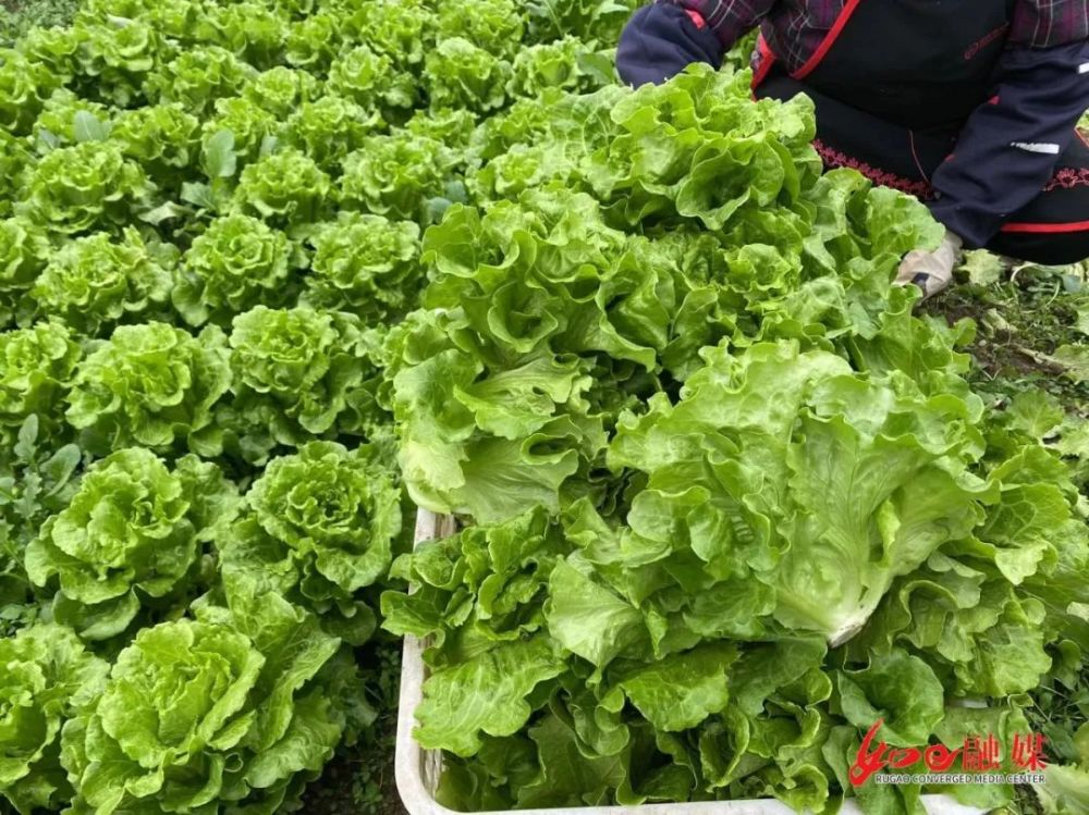 种萝卜赚钱吗(种植萝卜效益如何)