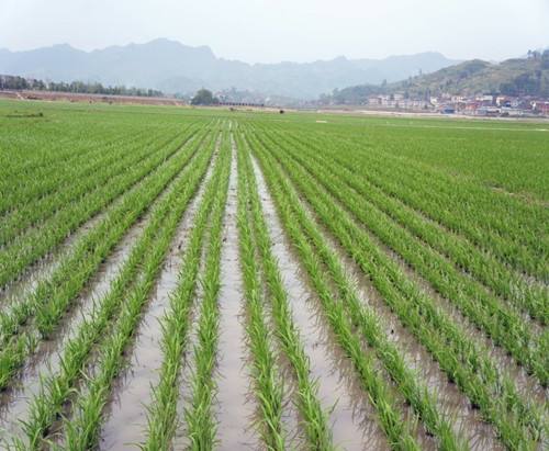 水稻现代化种植(水稻现代化种植基地的标准化是什么)