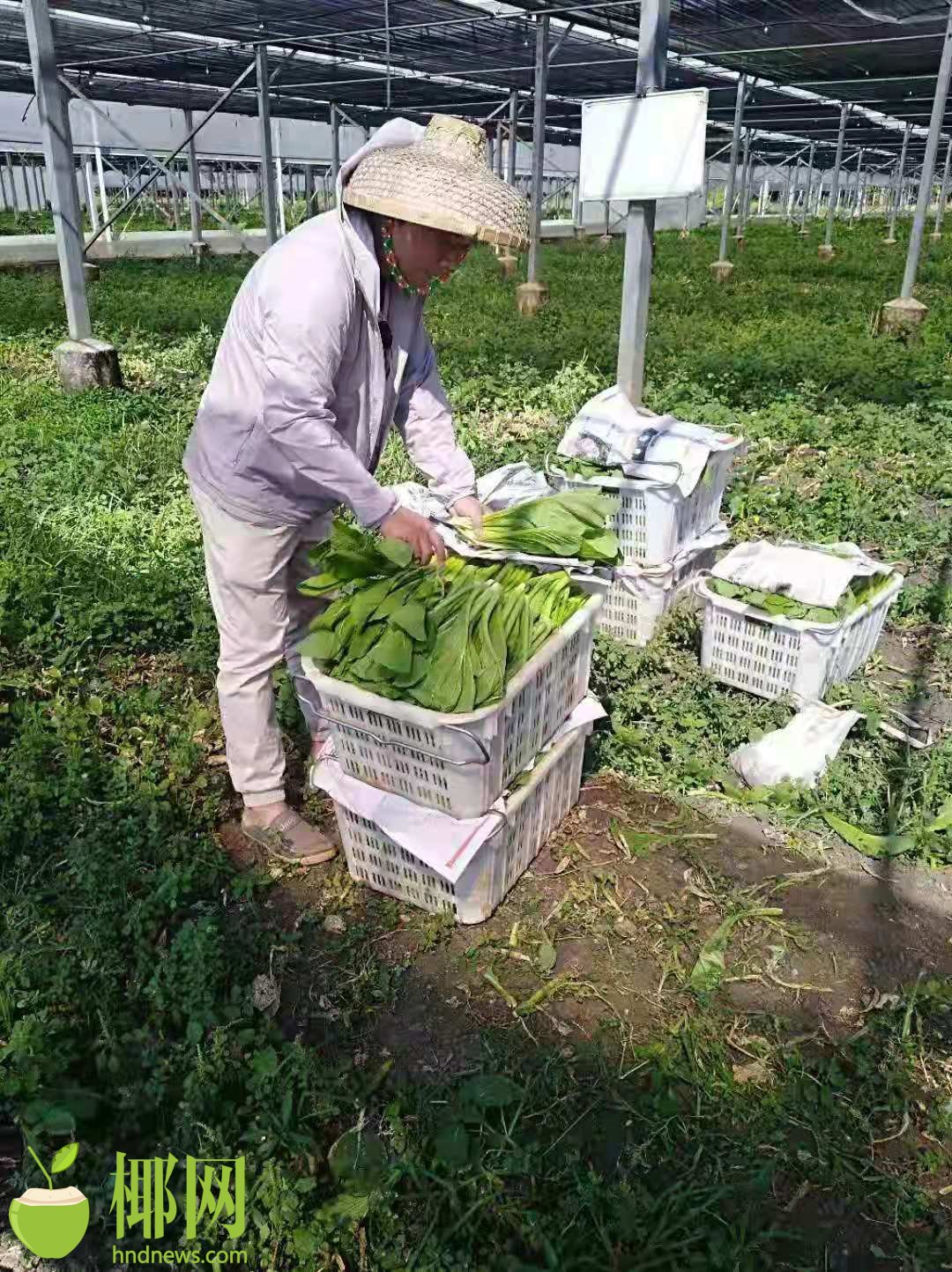 海南种什么蔬菜合适(海南适合种什么农作物)