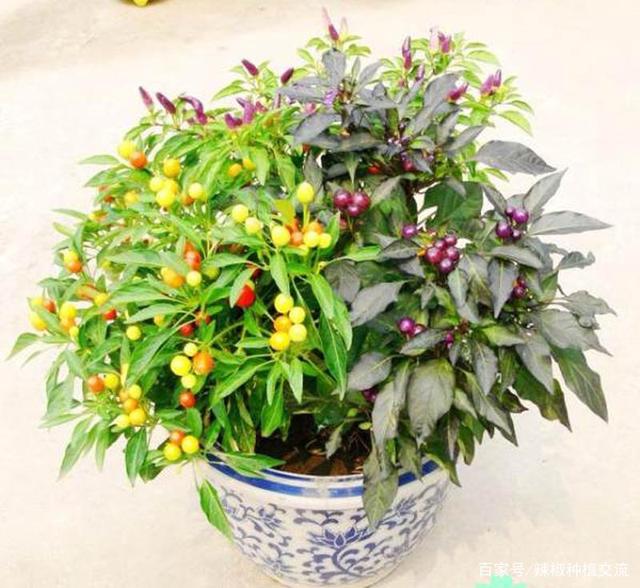 盆栽辣椒怎么种(盆栽辣椒怎么种植和管理)