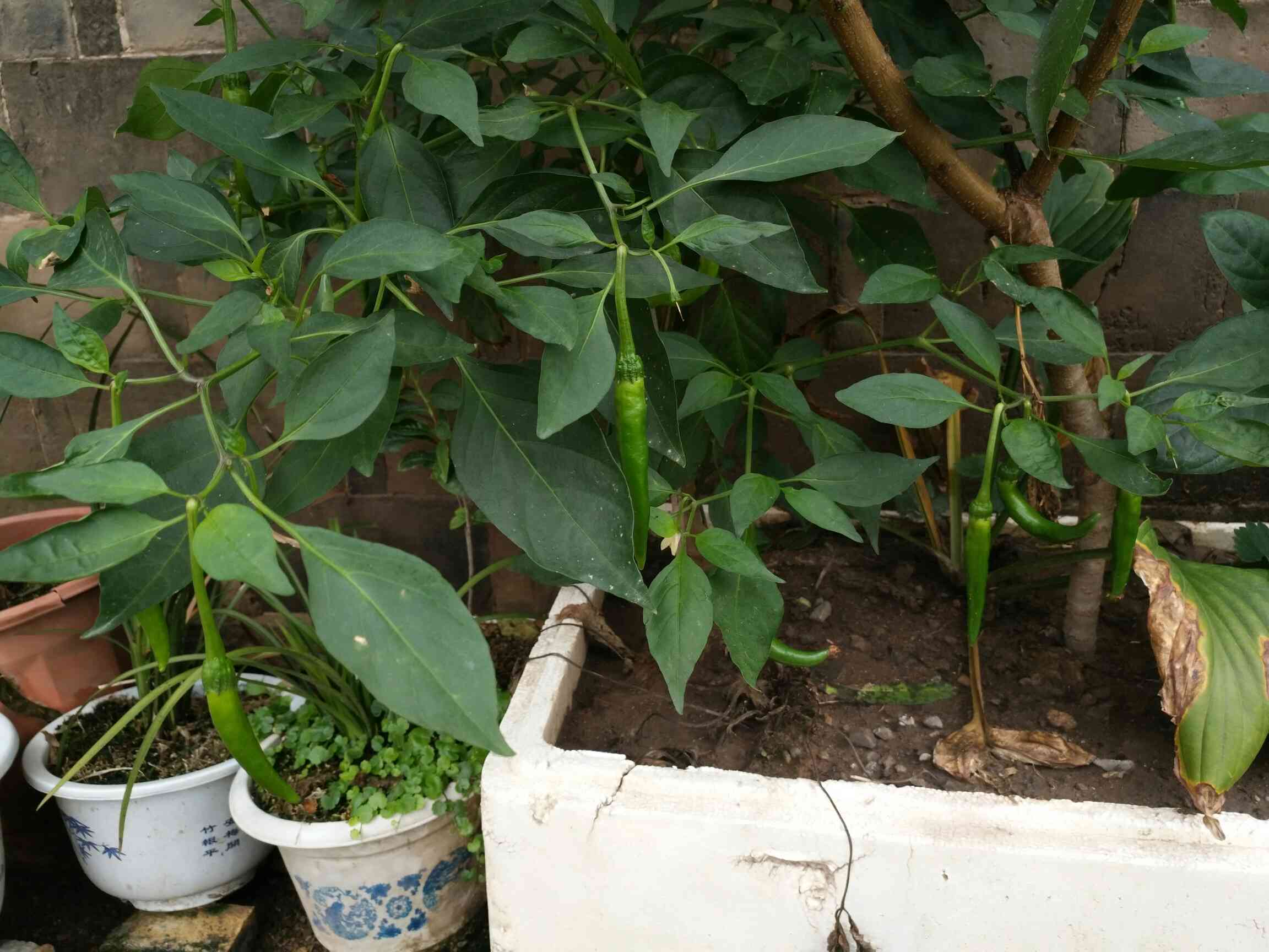 盆栽辣椒怎么种(盆栽辣椒怎么种植和管理)