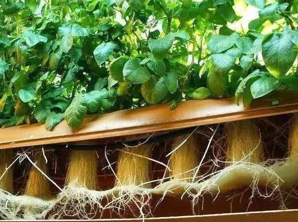 水培土豆种植方法(水培土豆到底怎么弄)