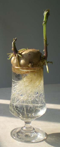 水培土豆种植方法(水培土豆到底怎么弄)