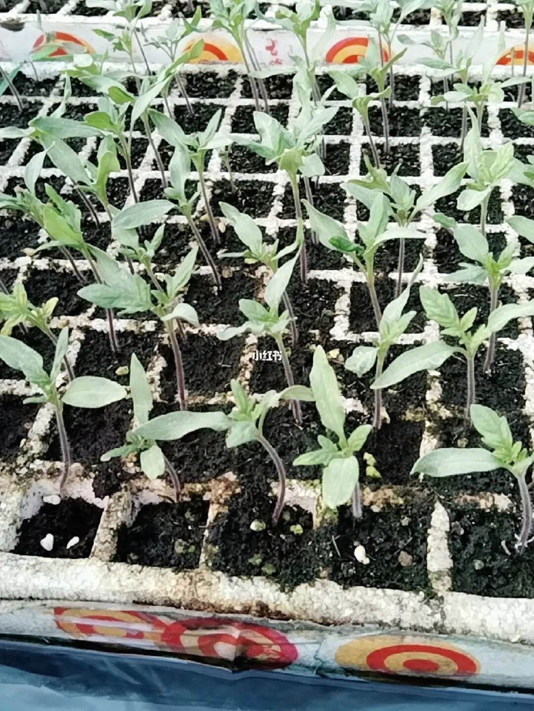 番茄苗什么时候种比较好(番茄苗什么时候种比较好活)