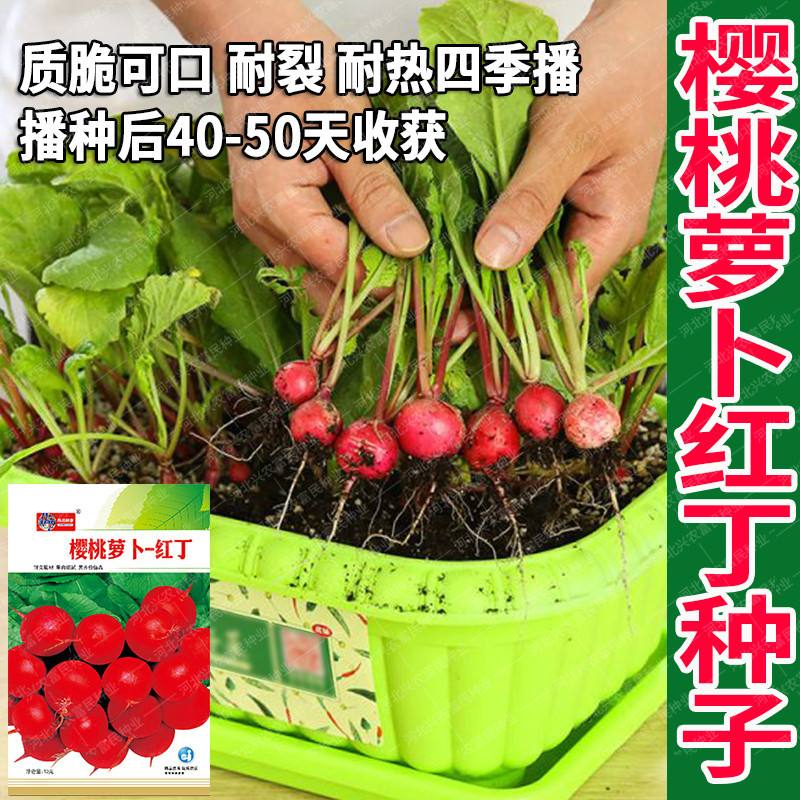 樱桃小萝卜种子怎么种(樱桃小萝卜种子怎么种植)