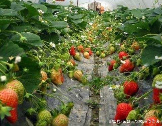 人体草莓怎么种(种草莓种什么部位安全)