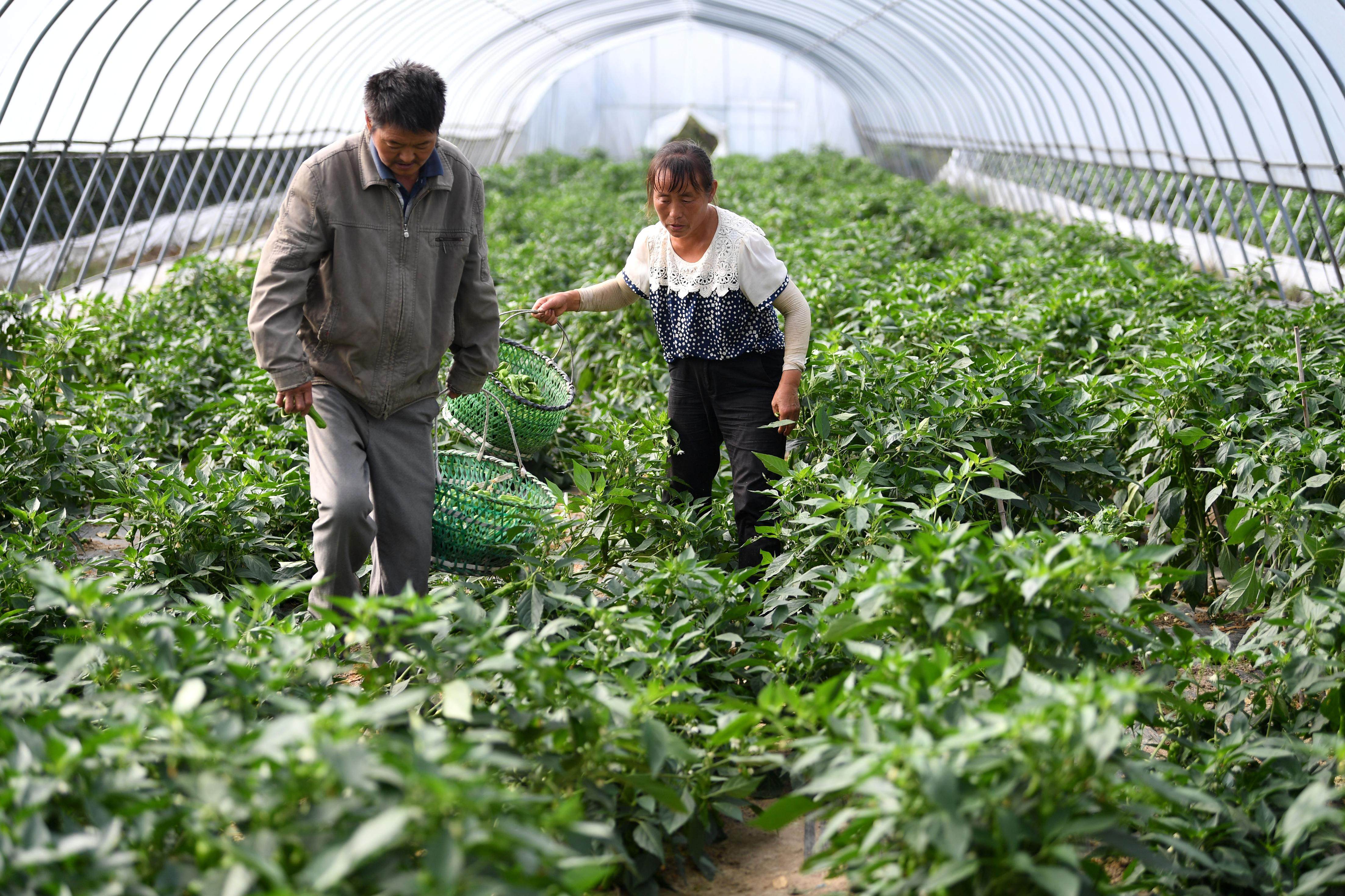 农村蔬菜种植(各种蔬菜的栽培方法)