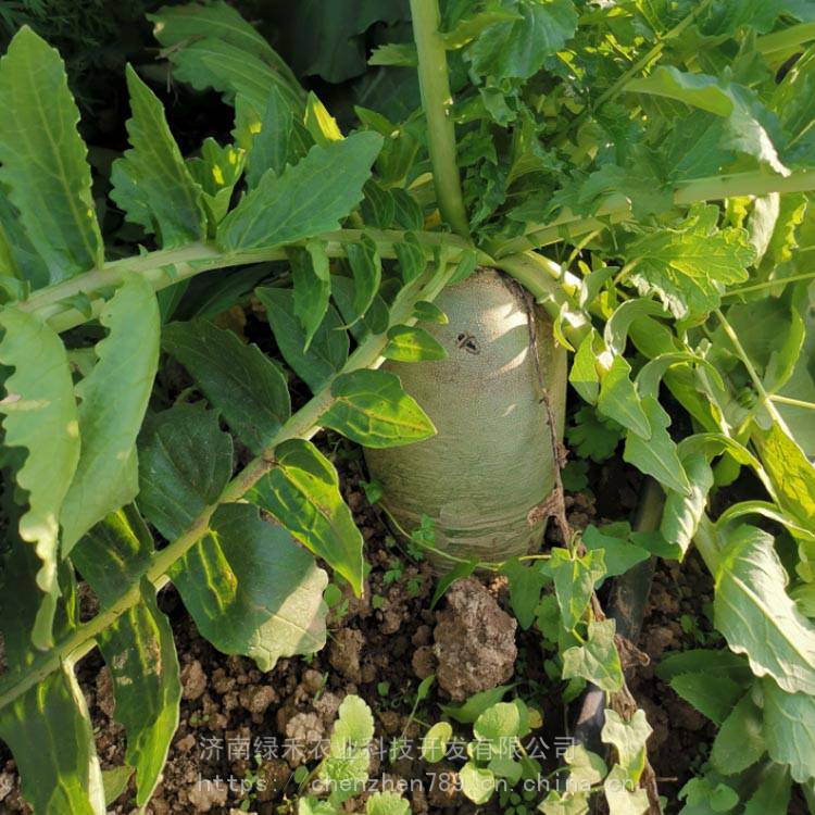 春萝卜怎么种植(春萝卜怎么种植方法视频)