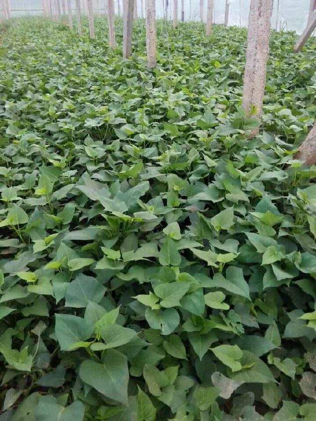 红薯苗如何种植(红薯苗如何种植视频)